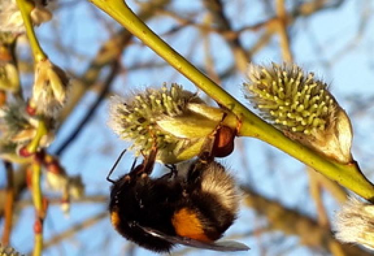 Eine Hummel hält sich an einem Weidenkätzchen fest und nimmt den Pollen auf