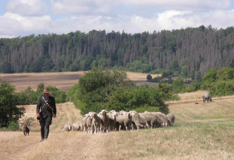 Ein Schäfer führt mit seinem Hund eine Herde Schafe einen Hügel hinauf.